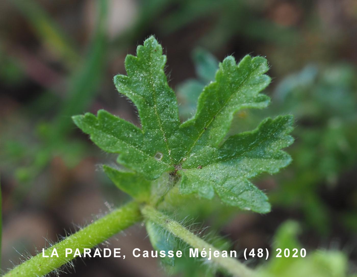 Mallow, Hairy leaf